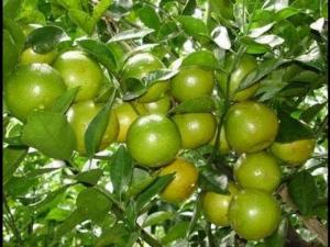 Cây giống quýt đường Thái Lan chuẩn F1, chất lượng cao, giao cây toàn quốc