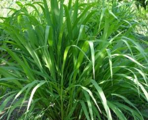 Hom giống cỏ VA06 chuẩn giống, chất lượng cao