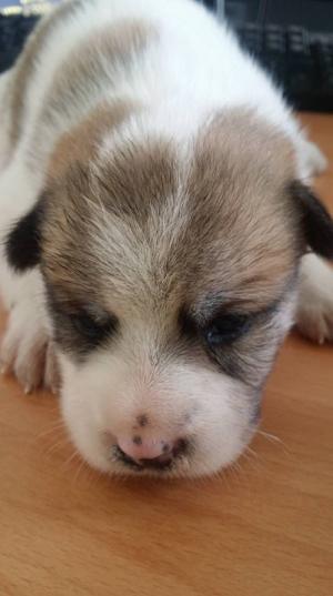 cún độc quyền