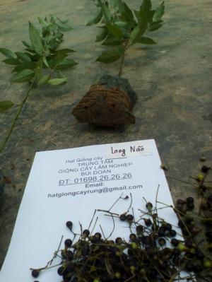 cây long não con