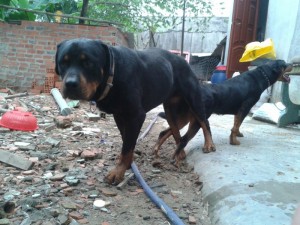 Phối giống Rottweiler bình dương.