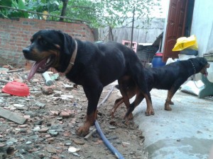 Phối giống Rottweiler bình dương.