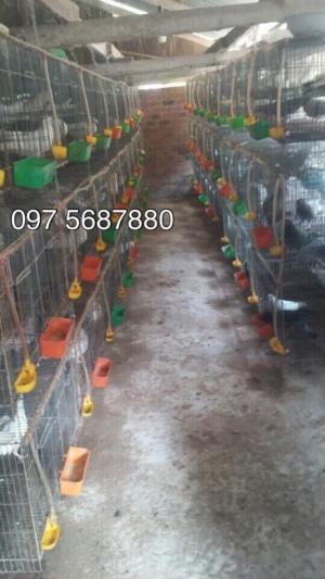 Trang trại bồ câu Pháp giống, bồ câu thịt cung cấp cho bà con miền Tây.