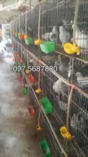 Trang trại bồ câu Pháp giống, bồ câu thịt cung cấp cho bà con miền Tây.