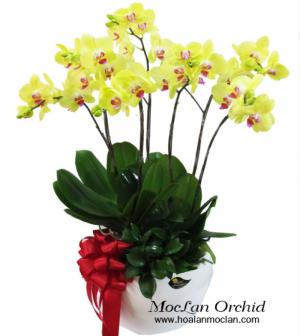 Hoa Lan Mộc Lan-Dịch vụ điện hoa chuyên nghiệp với công nghệ Giftcode