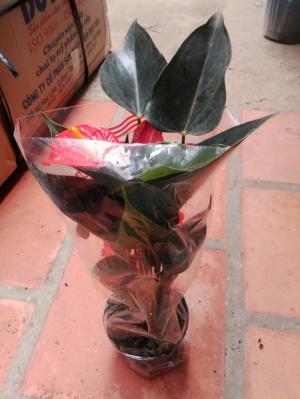 Bán sỉ Hồng môn Đà Lạt