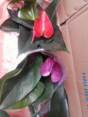 Bán sỉ Hồng môn Đà Lạt
