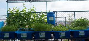 Lắp đặt hệ thống tự trồng rau sạch tại nhà Aquaponics