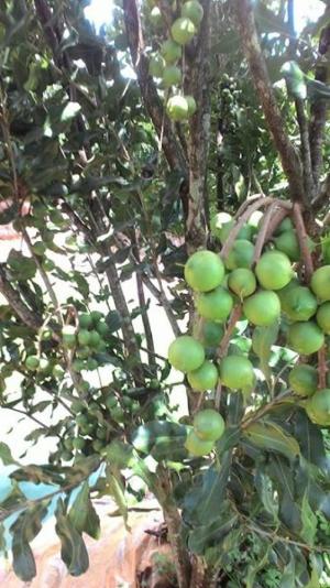 Cung cấp hạt mắc ca tươi Lâm Đồng
