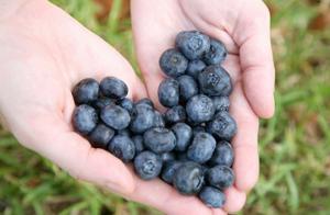 Việt quất tươi New Zealeand đã có mặt tại Klever Fruits