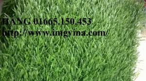 Cỏ sân vườn 3cm
