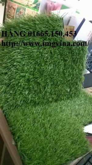 Cỏ sân vườn 3cm