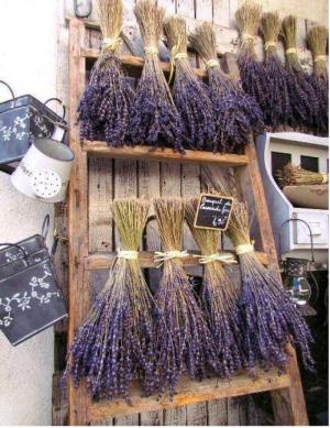 Hoa lavender provence_pháp
