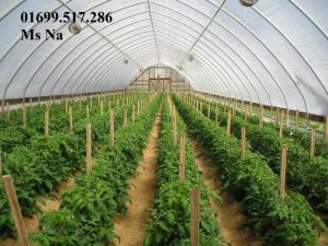 Lưới chắn côn trùng vườn ươm