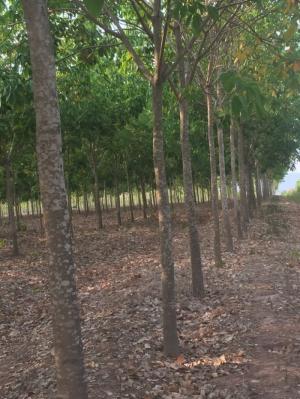 Cần bán 22ha đất cao su ở bôn đôn - daklak