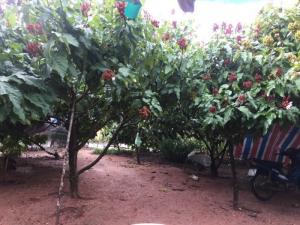 Cần bán 22ha đất cao su ở bôn đôn - daklak