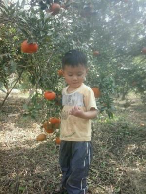 Cam sành sạch đây cả nhà