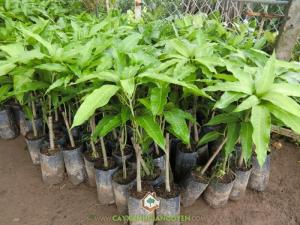 Cây Xoài Cát Hòa Lộc