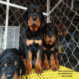 Bán chó rottweiler