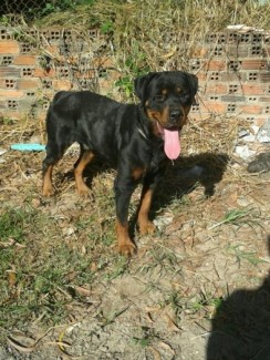 Phối giống Rottweiler dòng đại Bình Dương