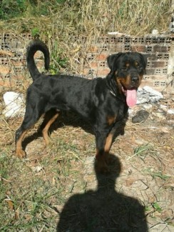 Phối giống Rottweiler dòng đại Bình Dương