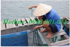 Lưới lồng nuôi cá xuất xứ từ nhật chất lượng bền, cần đổ sỉ số lượng lớn