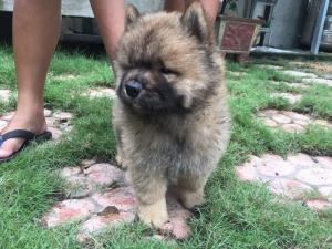 Chow Chow 2 Tháng Tuổi