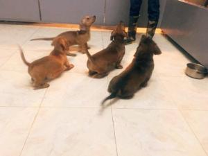 Chó Dachshund (Lạp Xưởng, Xúc Xích)