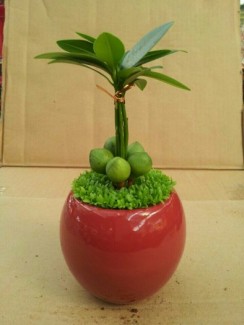 Cây dùng trang trí để bàn