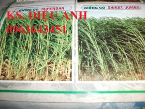 Hạt giống, hom giống cỏ chăn nuôi: cỏ VA06, cỏ Ghi nê, cỏ sả, cỏ sweet jumbo, cam kết chuẩn giống