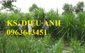 Hạt giống, hom giống cỏ chăn nuôi: cỏ VA06, cỏ Ghi nê, cỏ sả, cỏ sweet jumbo, cam kết chuẩn giống