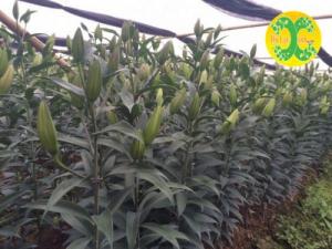 Vườn hoa đến điểm thu hoạch