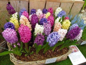 Cây-giả dạng củ Ông Tiên Dạ Lan Hương