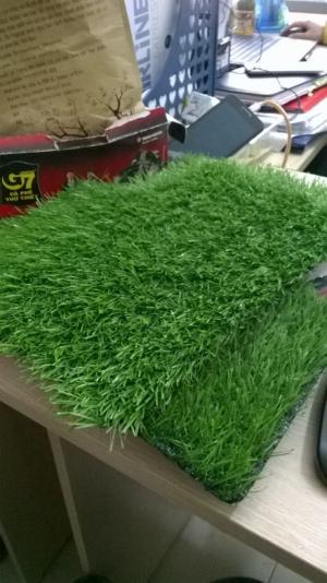 Cỏ trang trí sân vườn tại Hà Nội