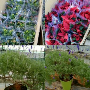 Sỉ sống đời, Trạng nguyên Đà Lạt