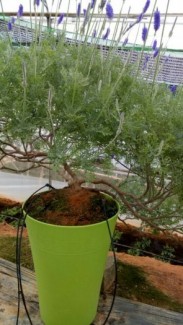 Sỉ sống đời, Trạng nguyên Đà Lạt