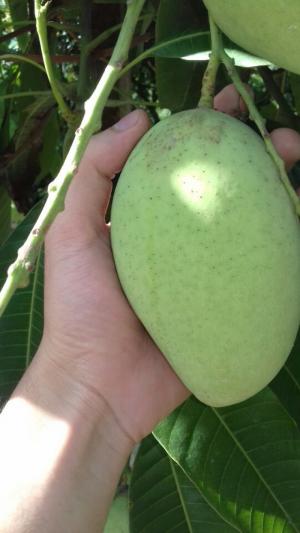 Cần bán 3 tấn xoài cát chu vườn