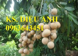 Cây giống nhãn: nhãn Hưng Yên, nhãn sớm, nhãn T6 Hà Tây, nhãn muộn, nhãn hương chi, nhãn lồng