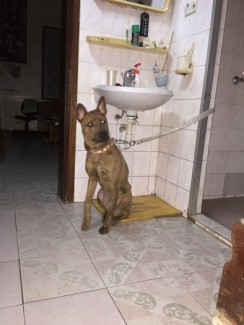 Chó Phú Quốc vằn vện thuần chủng