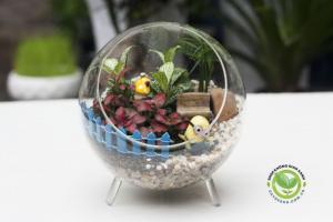 Terrarium - Fittonia