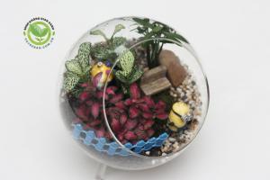 Terrarium - Fittonia