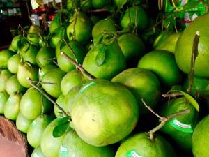BƯỞI TÂN TRIỀU