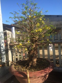 Mai chưng tết