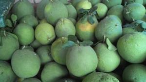 Bưởi da xanh tết vườn nhà Bến Tre SỐ LƯỢNG CÓ HẠN