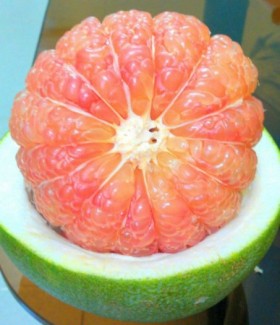 Chuyên cung cấp giống cây bưởi da xanh, cây giống bưởi da xanh, bưởi da xanh tôm hồng, bưởi da xanh ruột hồng, bưởi da xanh chất lượng