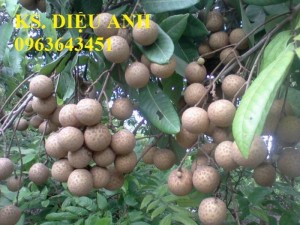 Cây giống nhãn muộn Hưng Yên, nhãn hương chi, nhãn T6 Hà Tây, nhãn không hạt các loại
