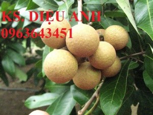 Cây giống nhãn muộn Hưng Yên, nhãn hương chi, nhãn T6 Hà Tây, nhãn không hạt các loại