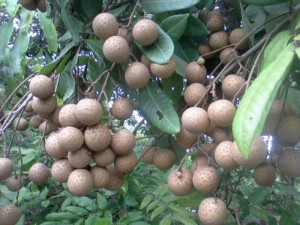 Chuyên cung cấp giống cây nhãn muộn, nhãn muộn hưng yên, nhãn miền thiết