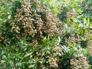 Chuyên cung cấp giống cây nhãn muộn, nhãn muộn hưng yên, nhãn miền thiết