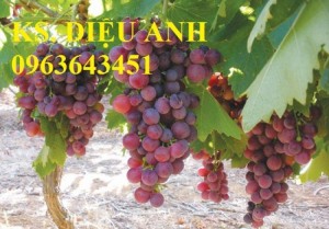 Giống cây nho pháp quả tím, nho Ninh Thuận, nho xanh, nho không hạt, cam kết chuẩn giống, giao , giao cây toàn quốc